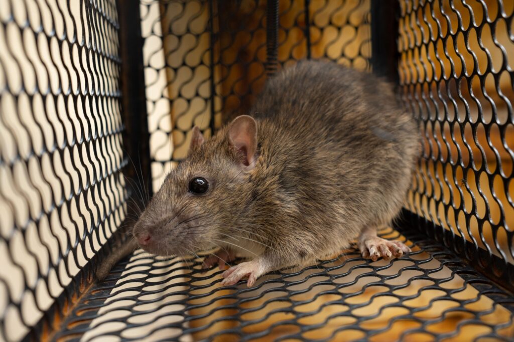 Rodent Behavior in Desert Climates and Why Professionals Matter