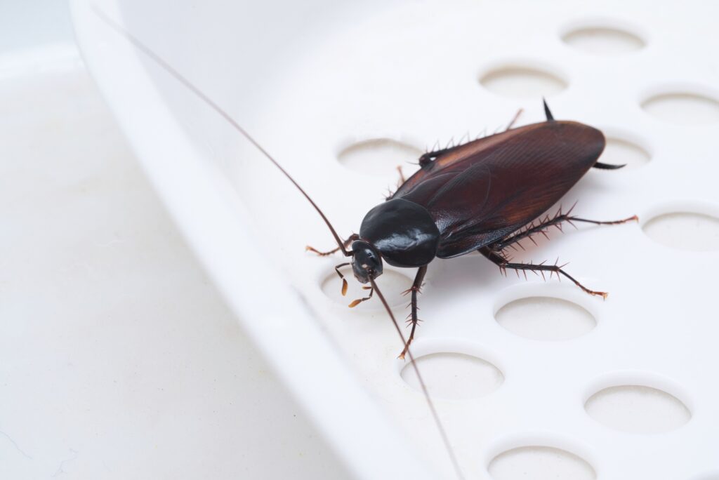 What Happens If You Ignore a Roach Infestation Too Long