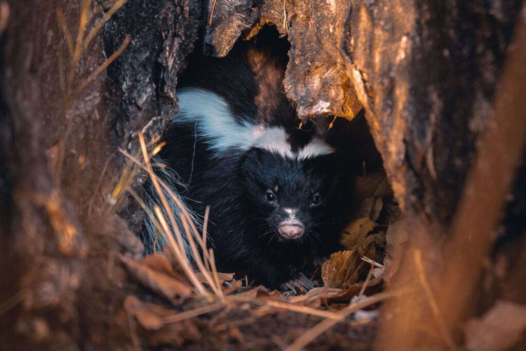 How Wildlife Like Skunks and Raccoons Find Shelter in Your Yard