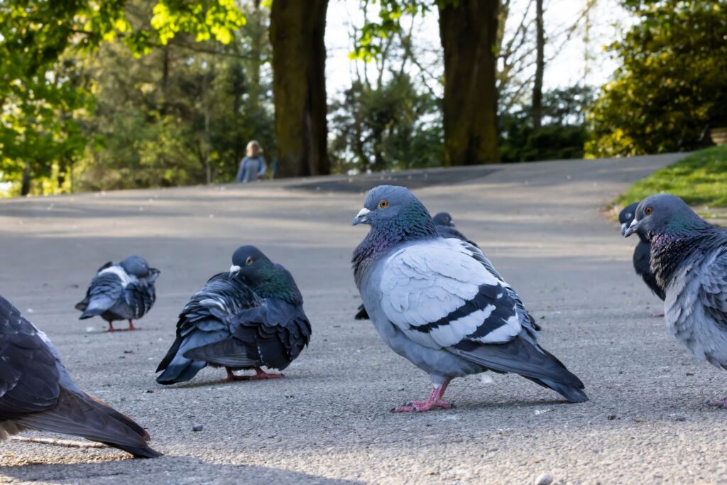 Group of pigeons in the park in the golden evening light