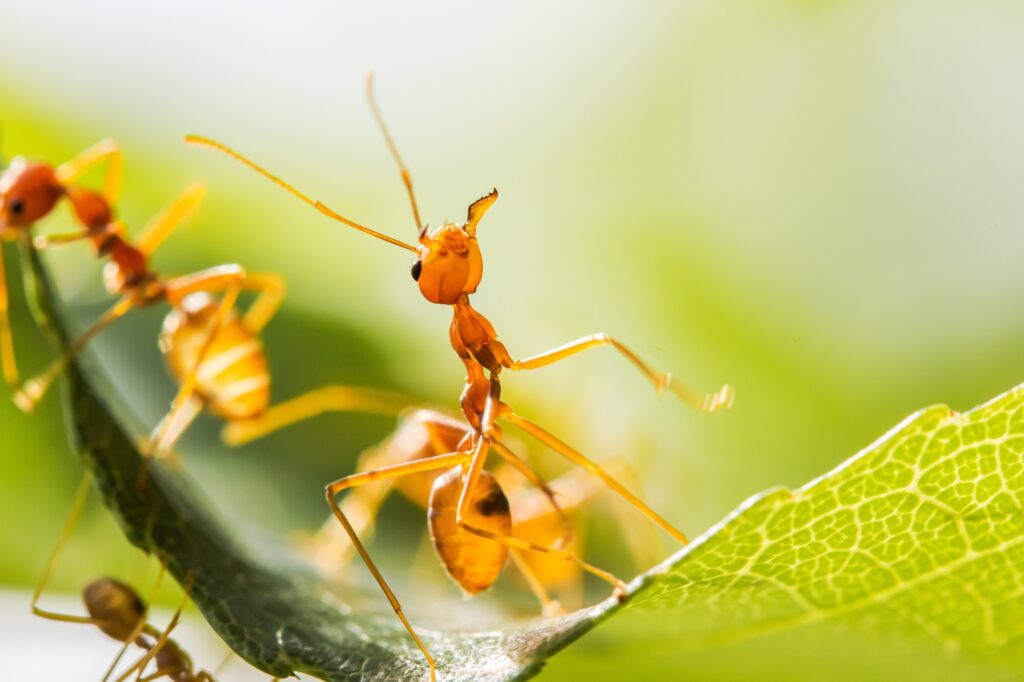Red ants on green leaves, Green tree ant ,Weaver ant