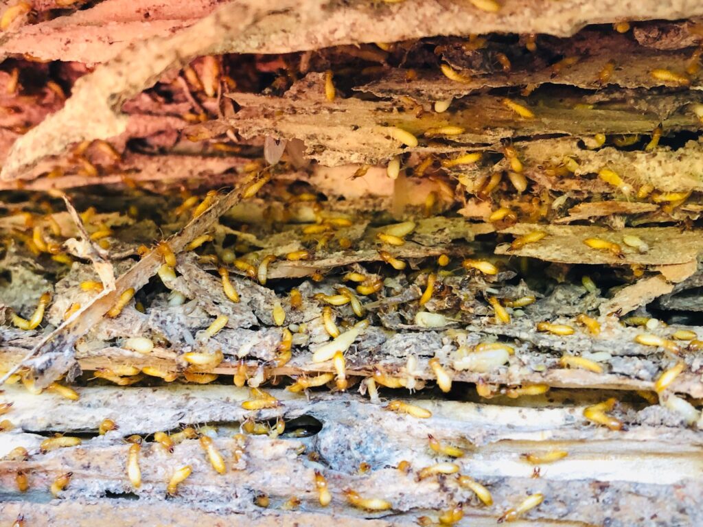Termite Control El Paso
