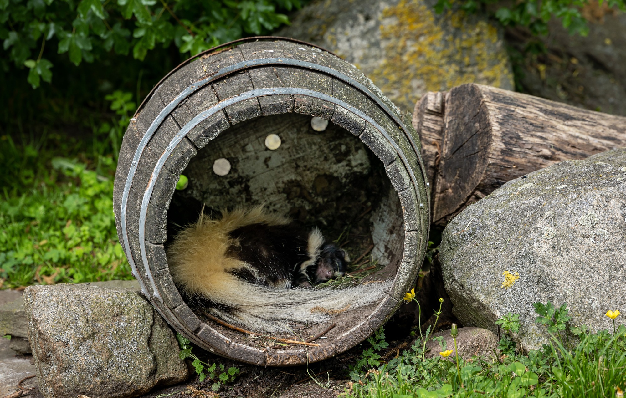 Skunk sleeping inside a barrel at the zoo