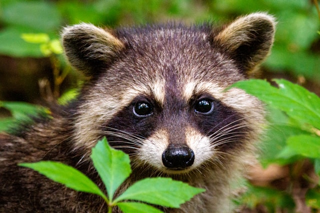 Signs Your Home Needs a Wildlife Control Assessment