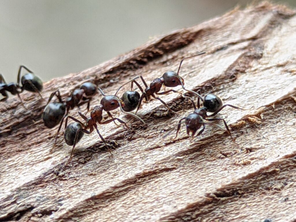 Why Ant Trails Expand So Quickly (and How to Stop Them)