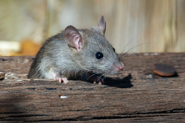 Identifying the Most Common Rodent Entry Points in Your Home As Fall Approaches